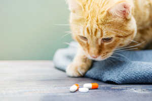 Cat Looking at Pills