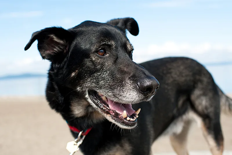 Happy senior dog at the beach