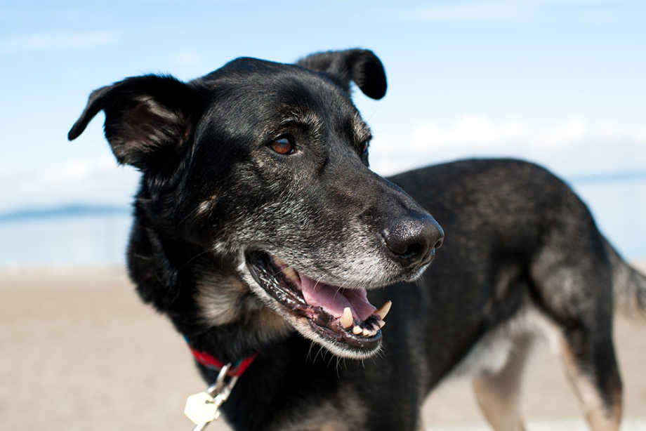 Senior dog at the beach