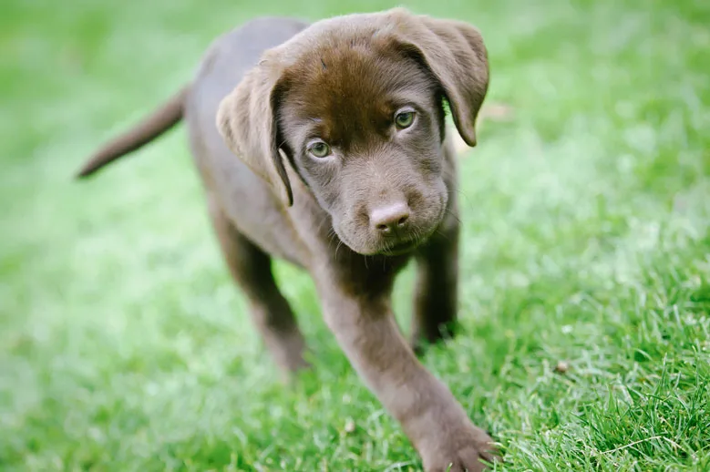 Lab puppy walking in grass