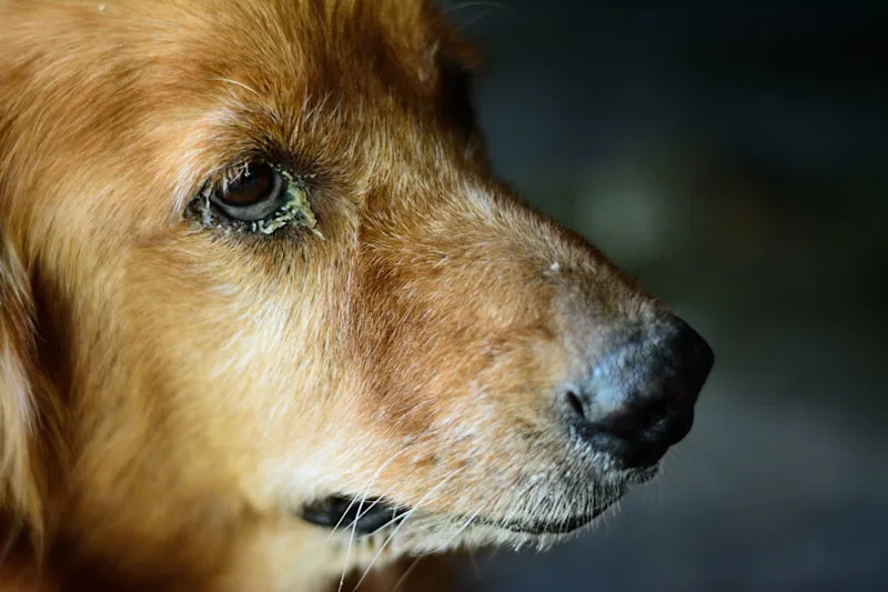 Dog with conjunctivitis