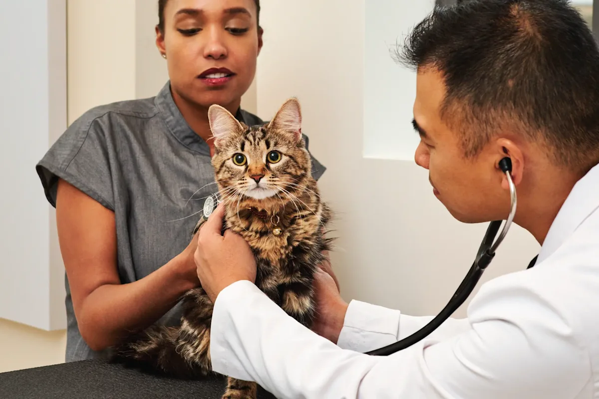 Small Door Veterinary