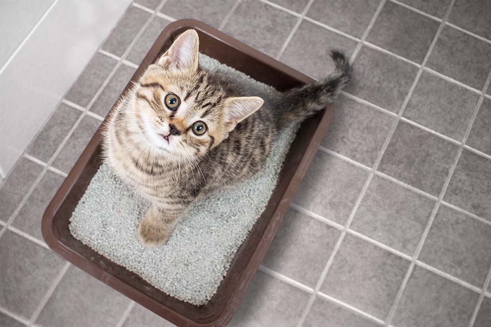 Cat pees in same spot in litter box best sale