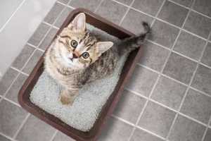 Cat in litter box with urinary obstruction