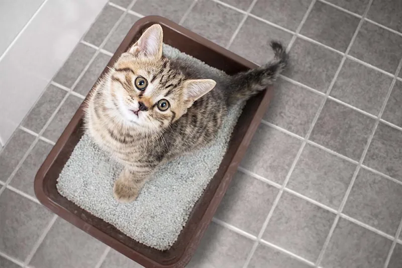 Cat in litter box, looking up at the camera