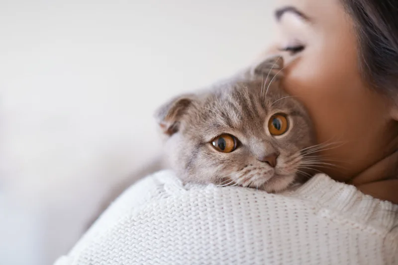 Cute Cat for UTI