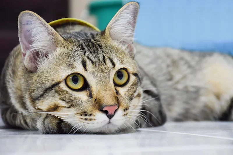 Cat with triaditis lying down