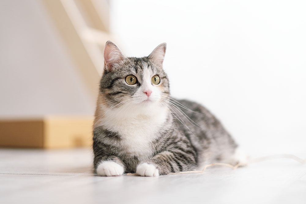 Symptoms of fatty hotsell liver disease in cats