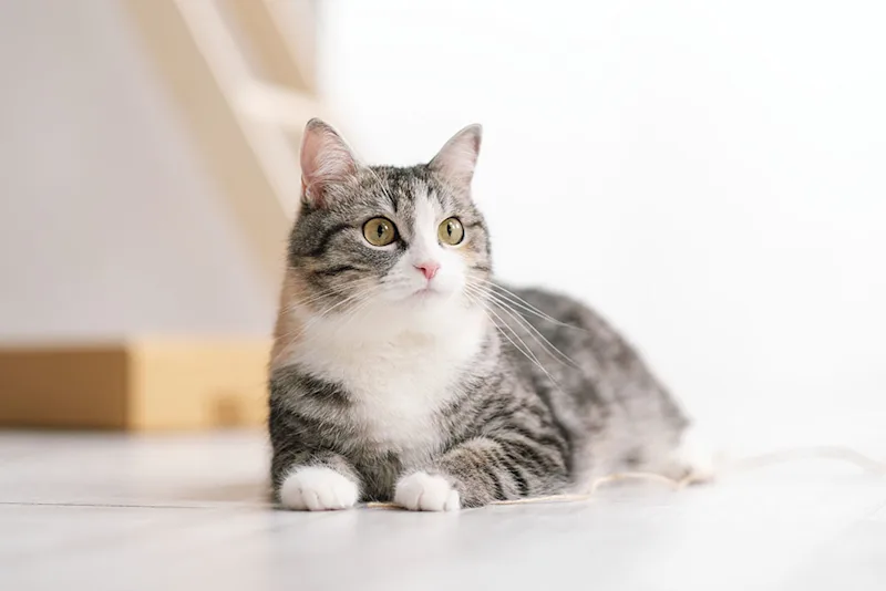 Cat with fatty liver disease lying on the floor