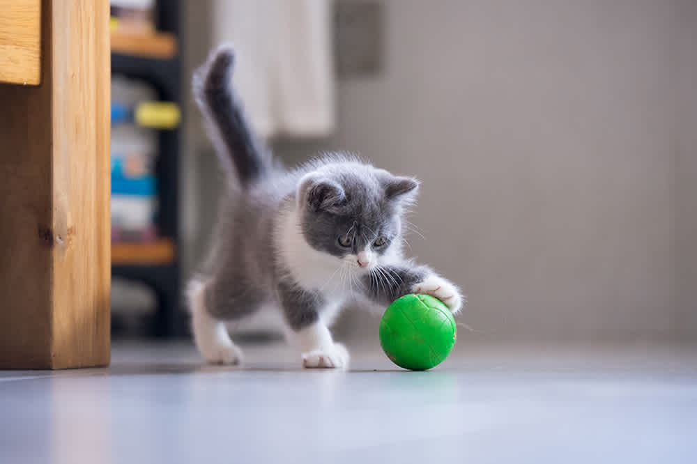 How to Play With a Kitten | Small Door Veterinary