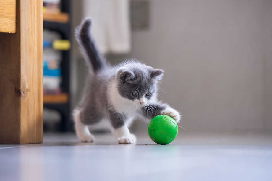 Kitten Playing with Ball