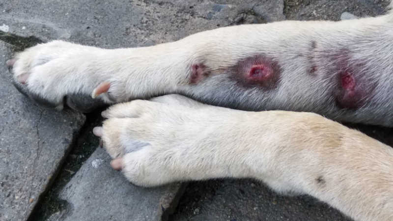 what causes scabs on puppies