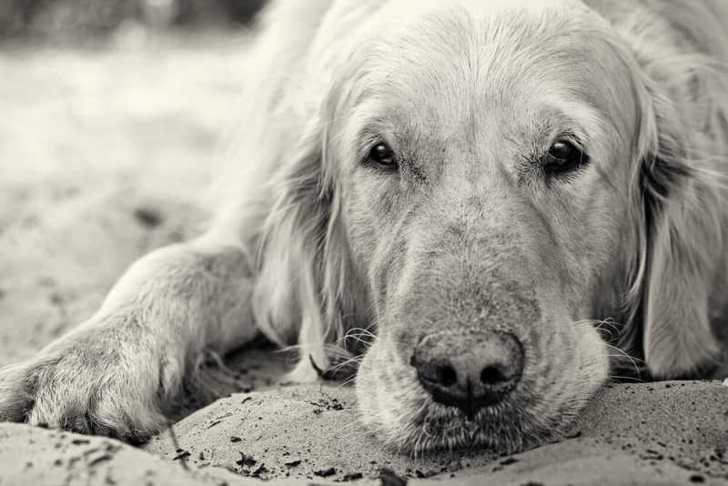 Golden-on-beach