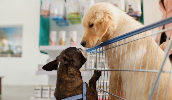 Dogs shopping in Williamsburg with their owners in a pet friendly shop