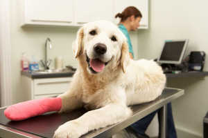 Dog with bandaged leg visiting vet