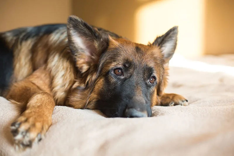 German shepherd dog on bed with hip dysplasia