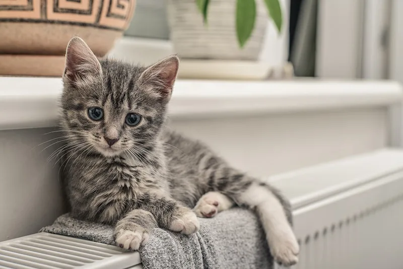 Grey kitten lying down