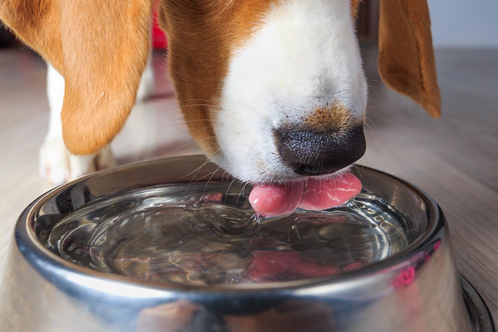 My dog drinks too much water and throws up best sale