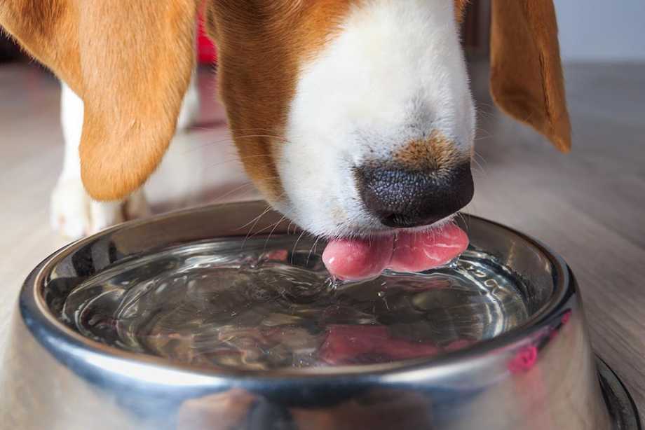 Dehydrated Dog Drinking Out of Bowl