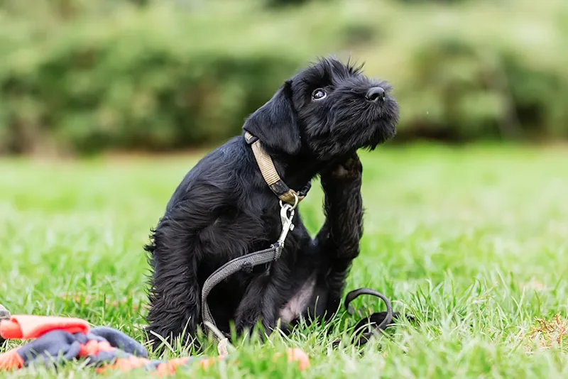 Dog with yeast infection scratching ear
