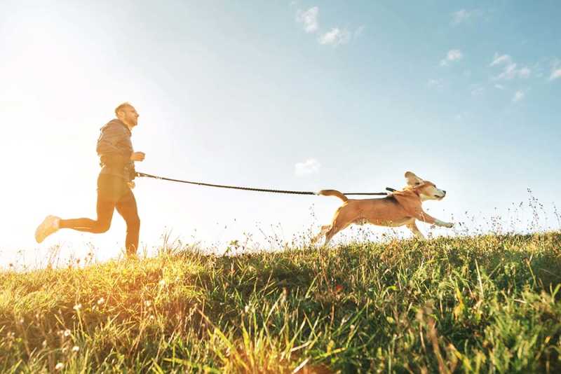 4 Quick Ways To Exercise Your Dog Without Walking 