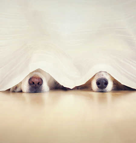 Two dogs noses sticking out from sheet