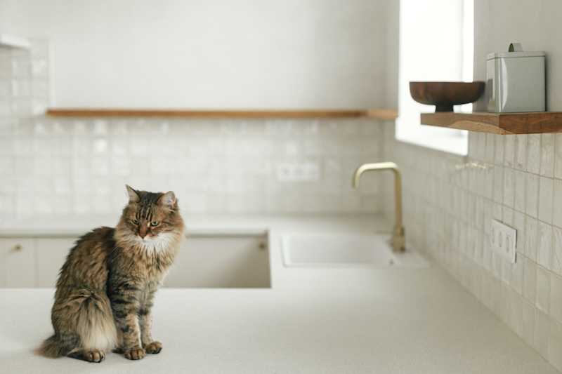 Cat on a countertop 