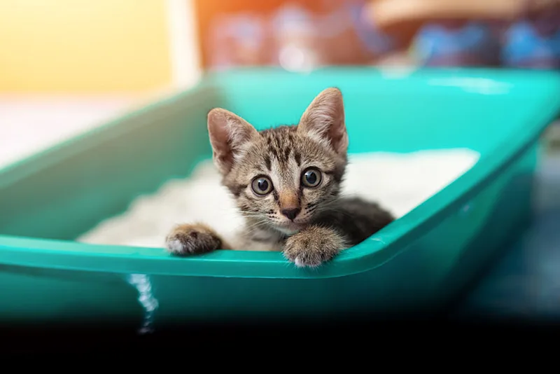 Kittne in litter box