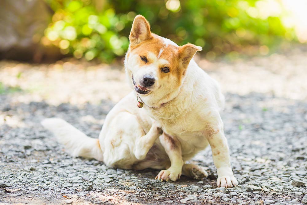 Dog hives hot sale remedy