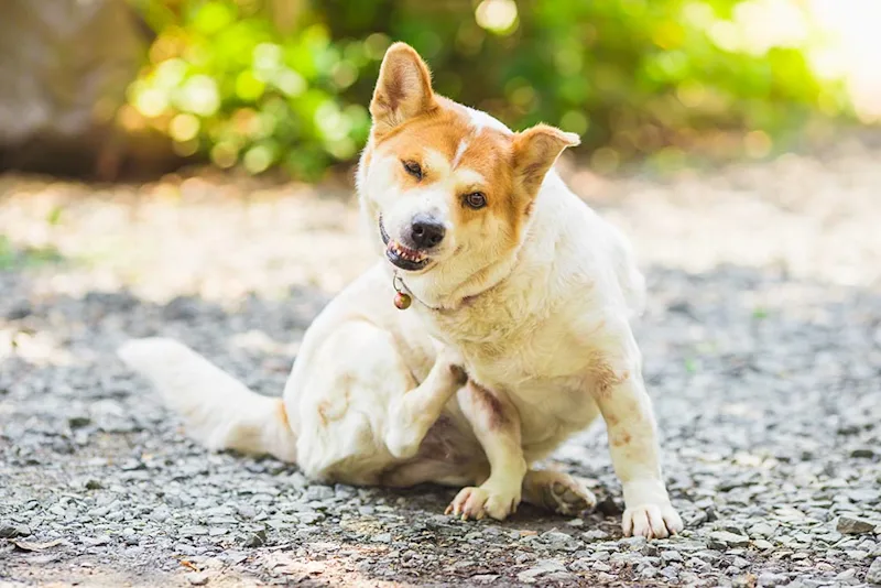 Itchy Dog with Hives