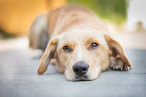 Dog with Giardia Sad