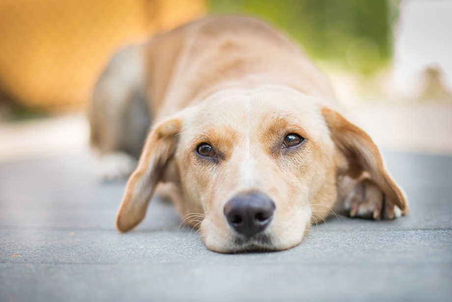 Dog with Giardia Sad