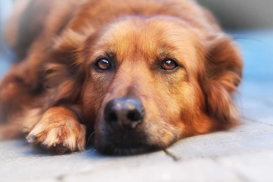 Sad Dog Lying Down with Diarrhea