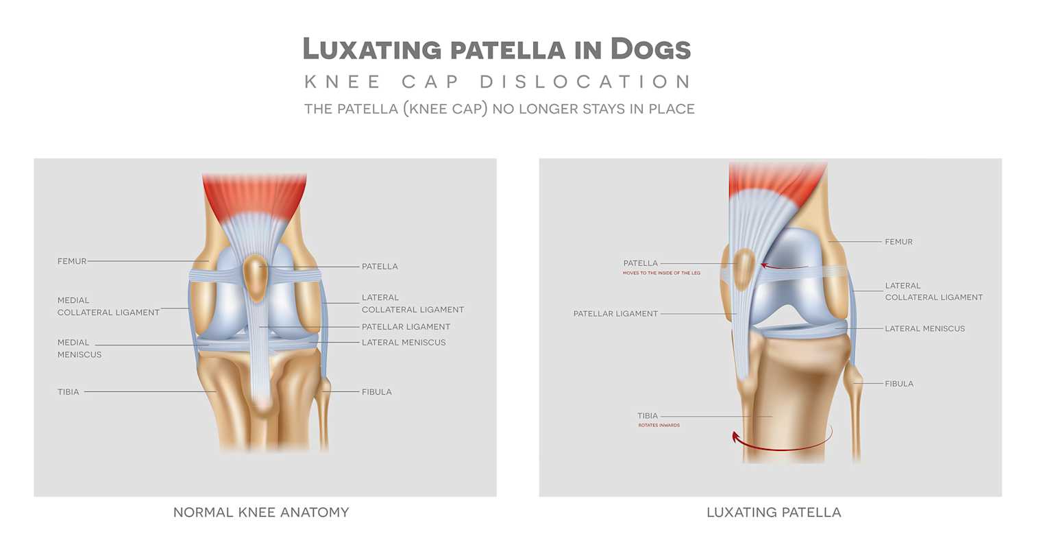 Luxating Patellas in Dogs and Cats Small Door Veterinary
