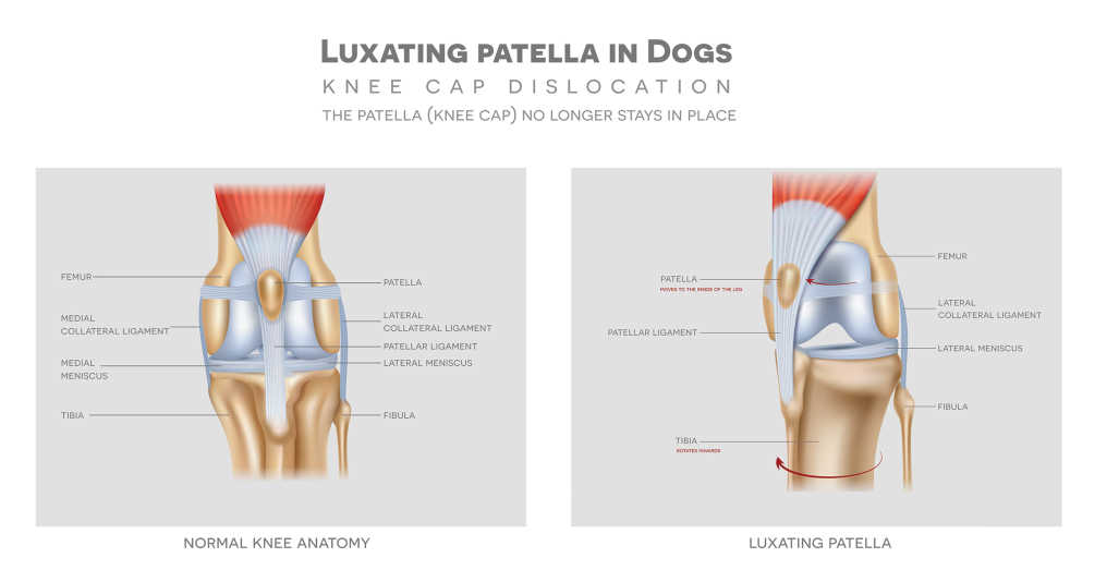 Luxating patella in dogs diagram 2500px
