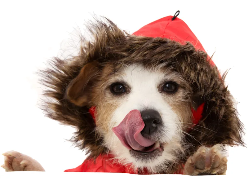 Dog in Raincoat