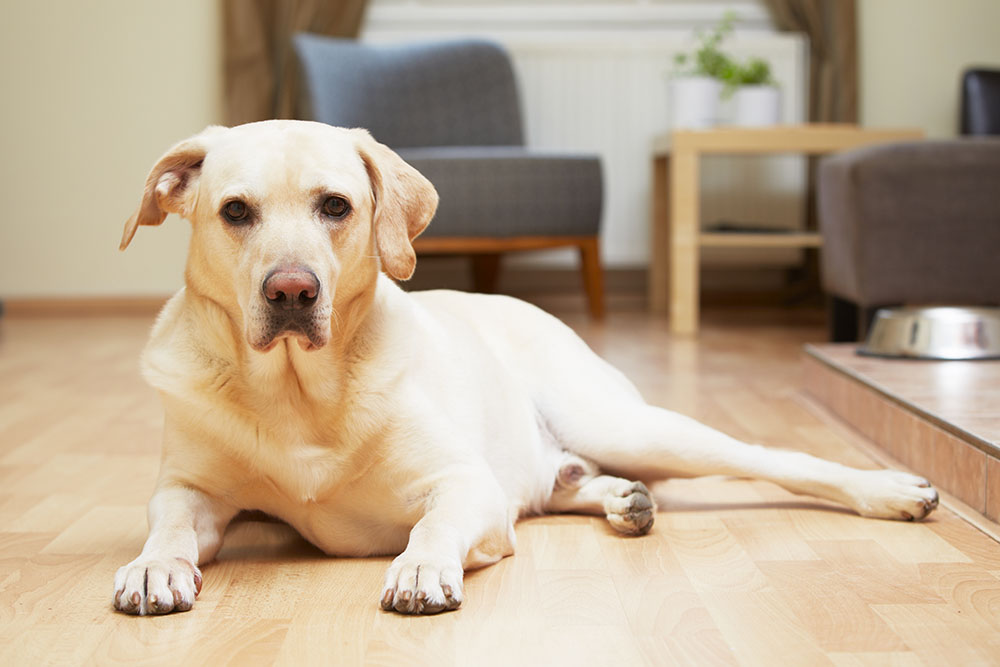 Labrador Retriever lying down