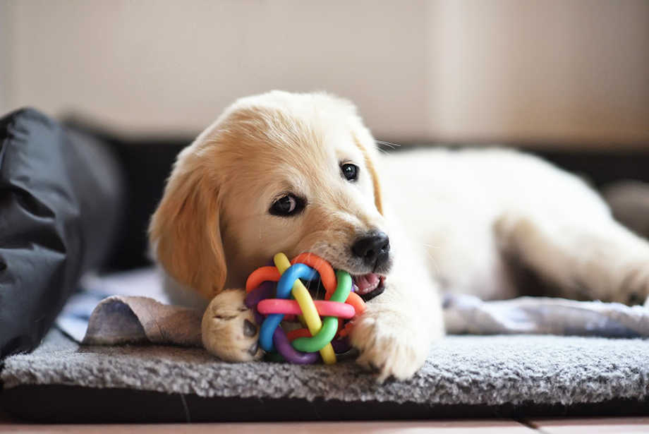 Puppy chewing on toy