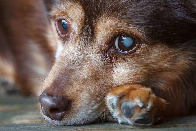 Dog with cataracts