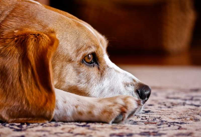 can dogs get rid of tapeworms on their own