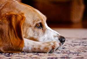 Sad dog with roundworms