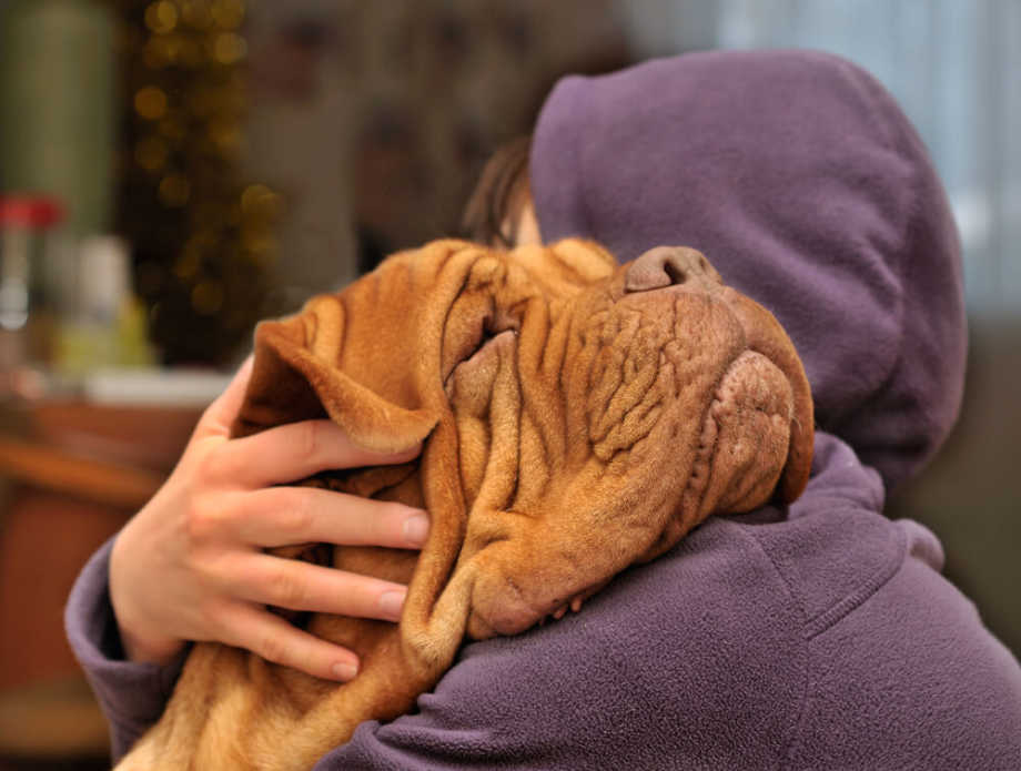 Wrinkle dog face over shoulder