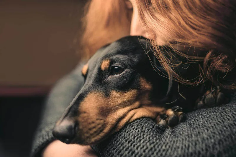 Sad daschund with dog flu being hugged by owner
