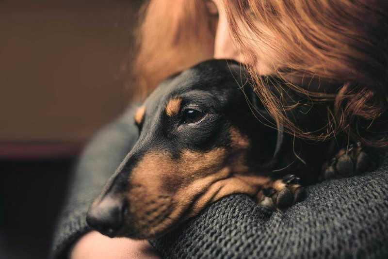 Sad daschund with dog flu being hugged by owner
