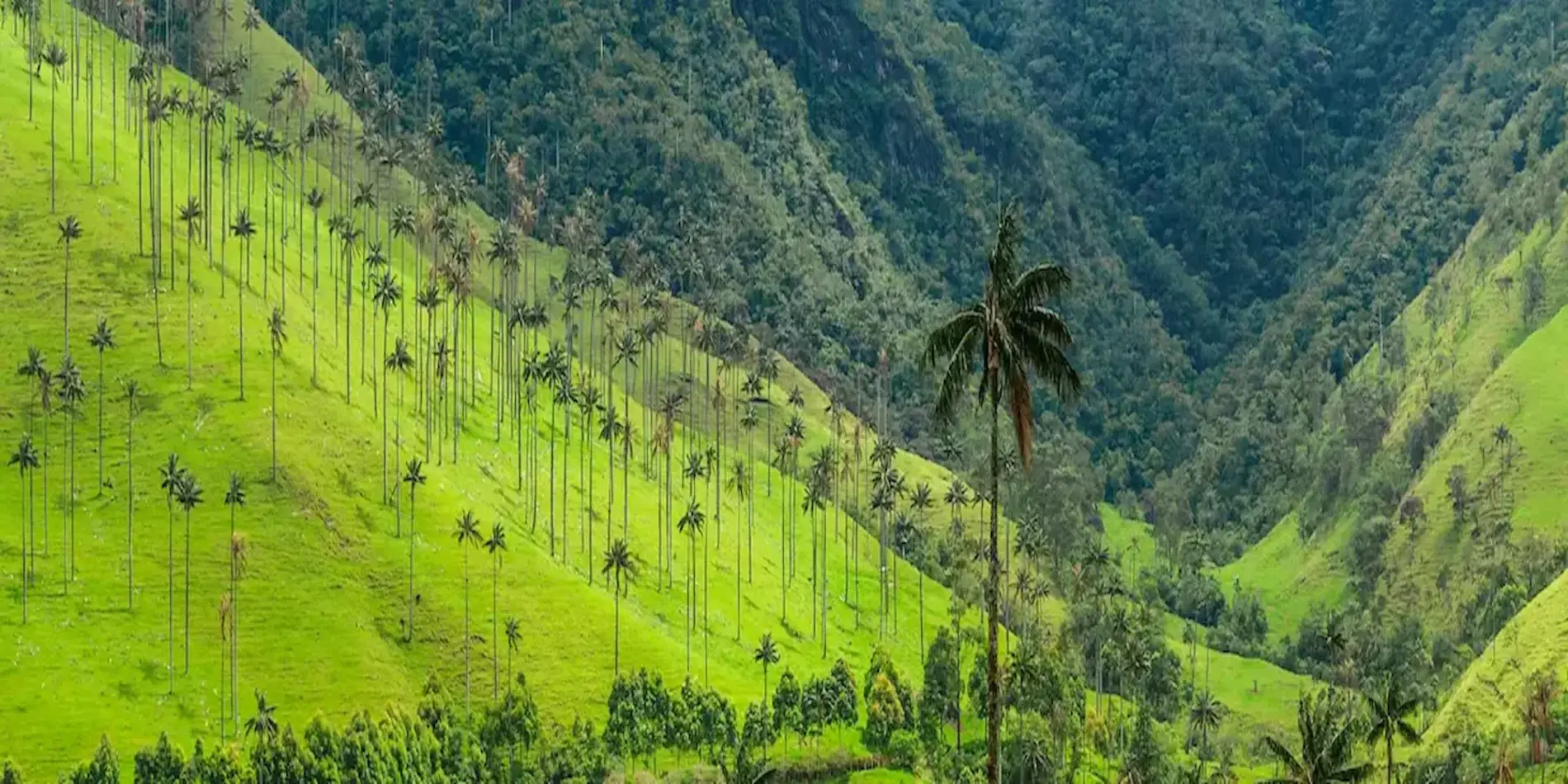 Reserva vuelos entre Guapi y Villavicencio con precios bajos y disponibilidad inmediata.