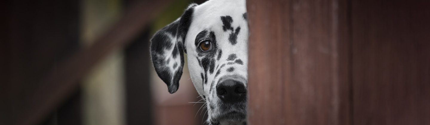 Image: 1440x420-auldhouse-landing-page-banner-nocutoff-mtkgm