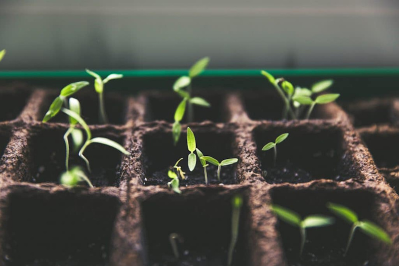 ddls blog agile leader growth mindset