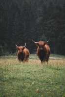 Brown highland cattle standing in meadow