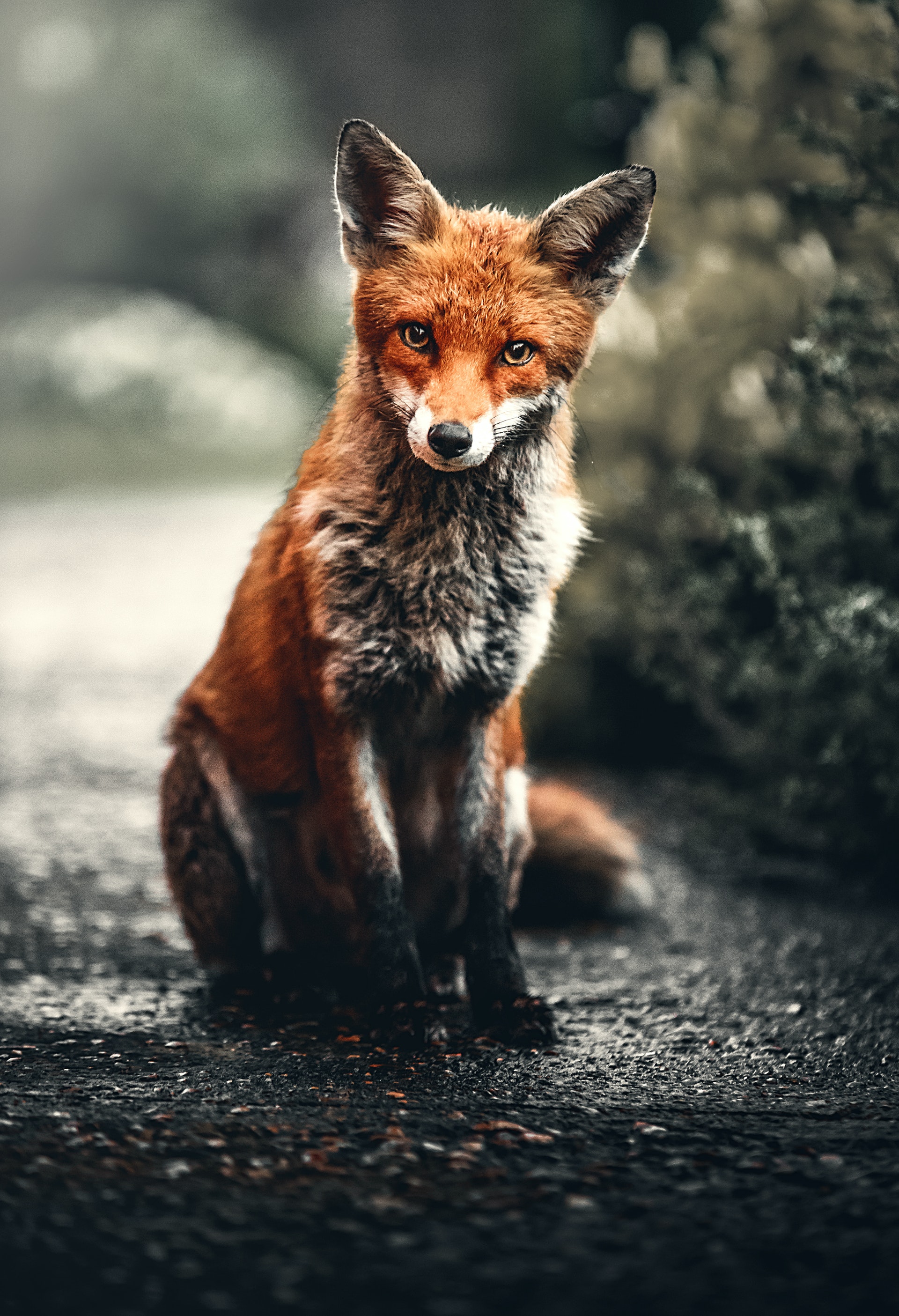 Photo of Fox Sitting On Ground