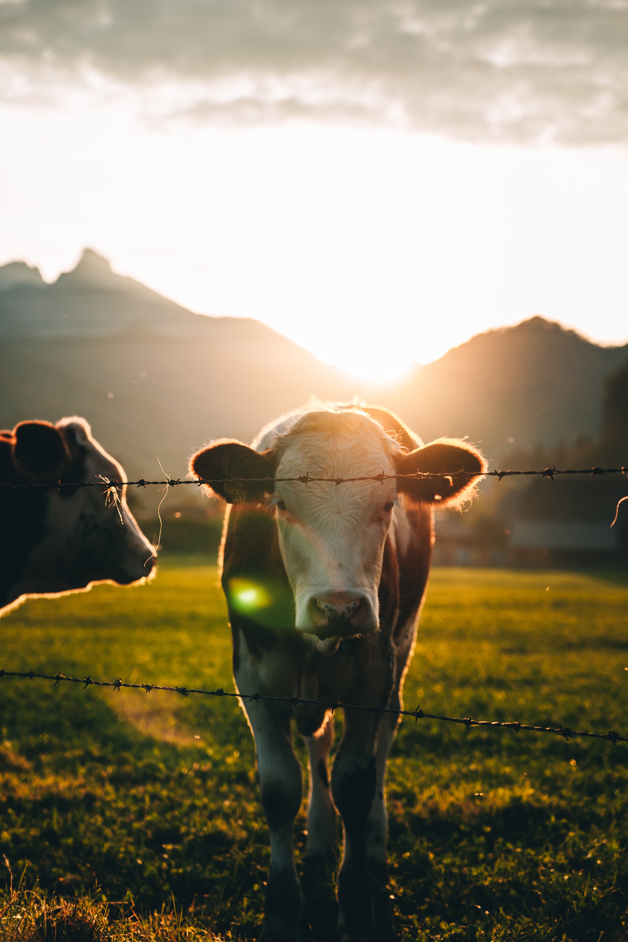  Cow with sunset as background 